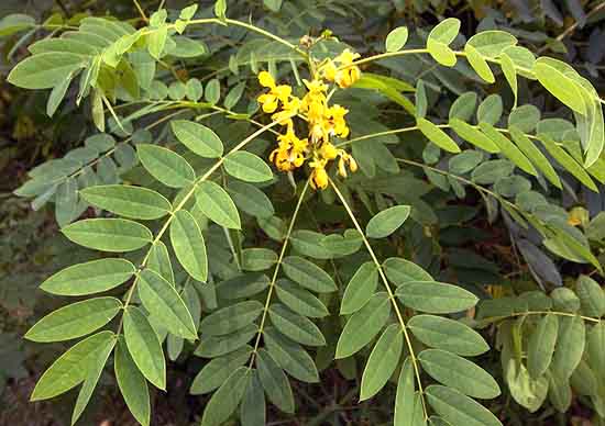 American Senna branch
